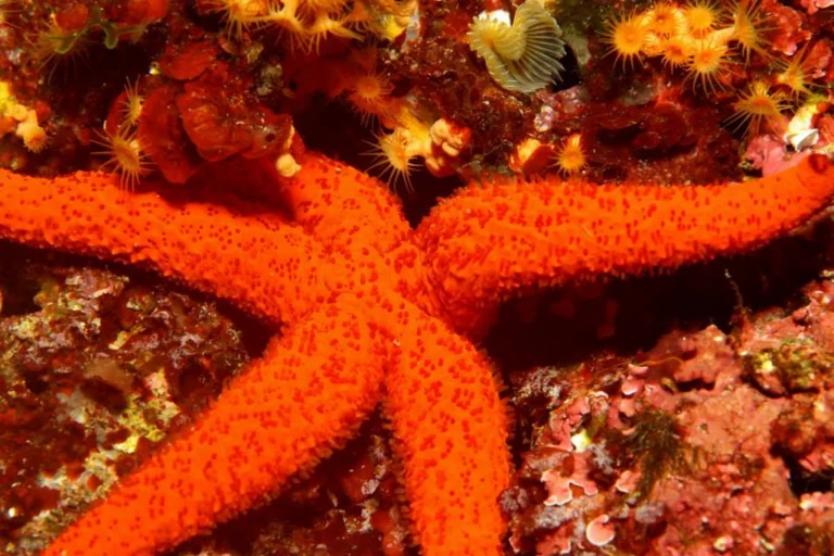 starfish-from-adriapass-guided-kayak-and-snorkeling-tour-from-glavotok-on-krk-island